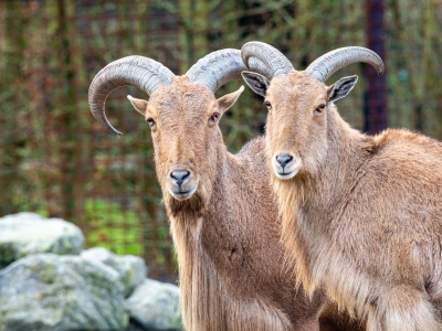Mouflon à manchettes - De Zonnegloed - Refuge pour animaux